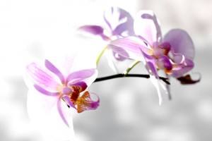 https://www.alainpierot.com:443/files/gimgs/th-7_A1216332_v2.jpg